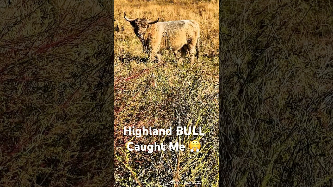 Highland Bull Locks Eyes &mdash; You Just Freeze 🐂😤