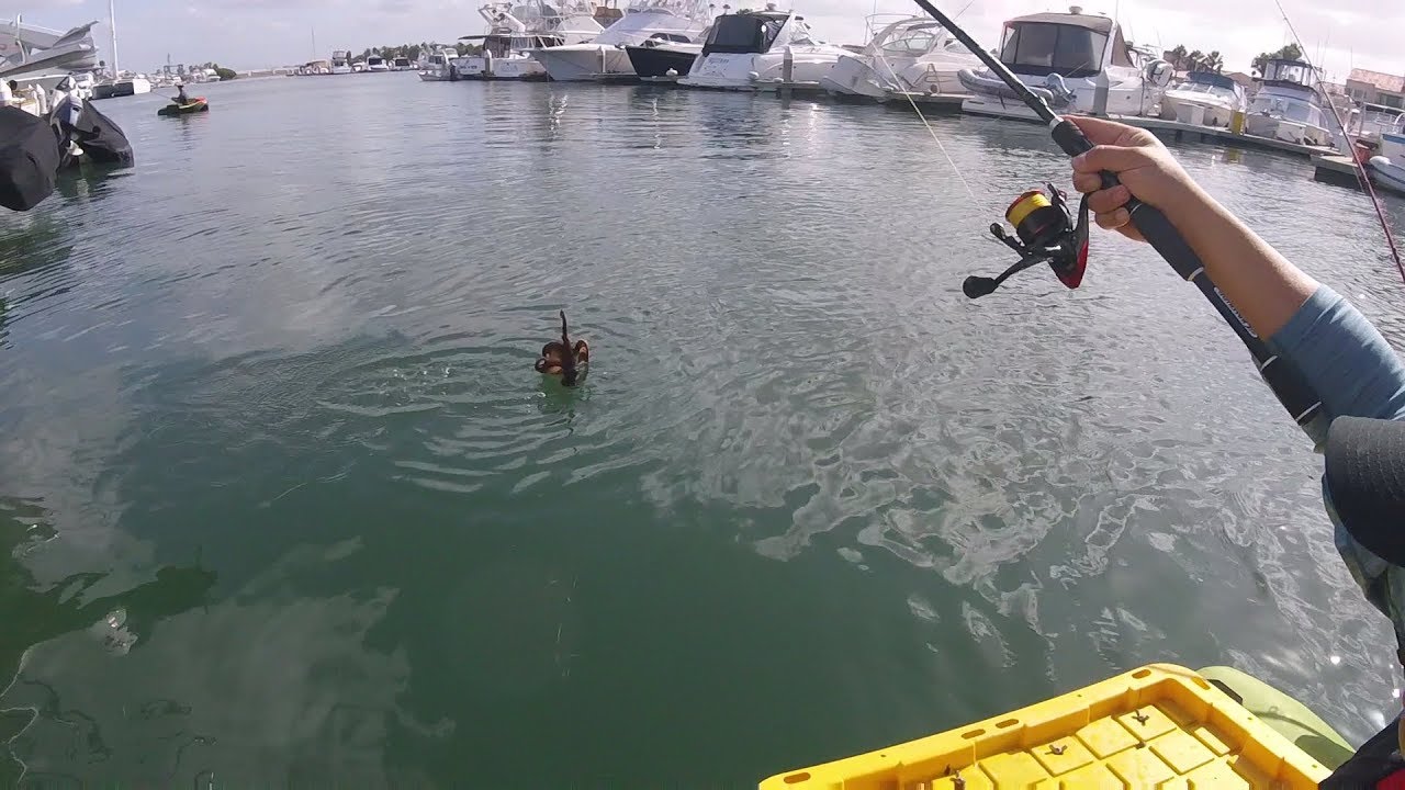Octopus exotic on a Hookup Baits day in the Harbor