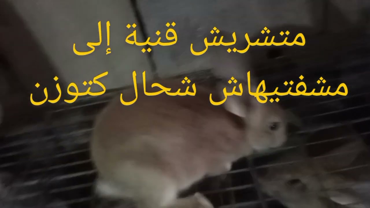 تربية الأرانب لا تشتري الأرانب بدون وزن