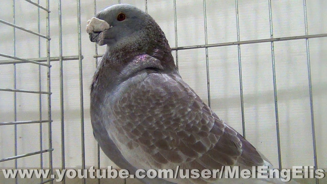 Pigeons Show Racer Américain - American Show Racer Pigeon - Woincourt 2025