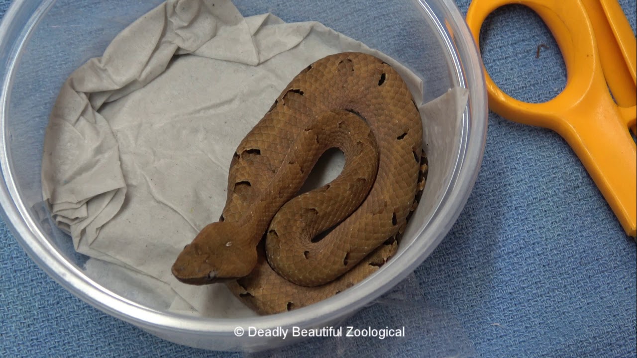 New Genus to the Lair & Elvis Cage Overhaul