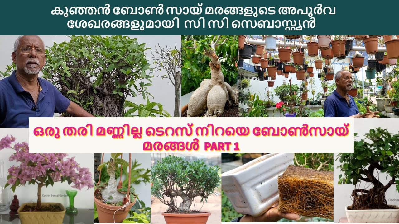 ഒരു തരി മണ്ണില്ല ടെറസ് നിറയെ ബോൺസായ് മരങ്ങൾ ഒരുക്കി സി സി സെബാസ്റ്റ്യൻ | Cochin bonsai garden|Bonsai