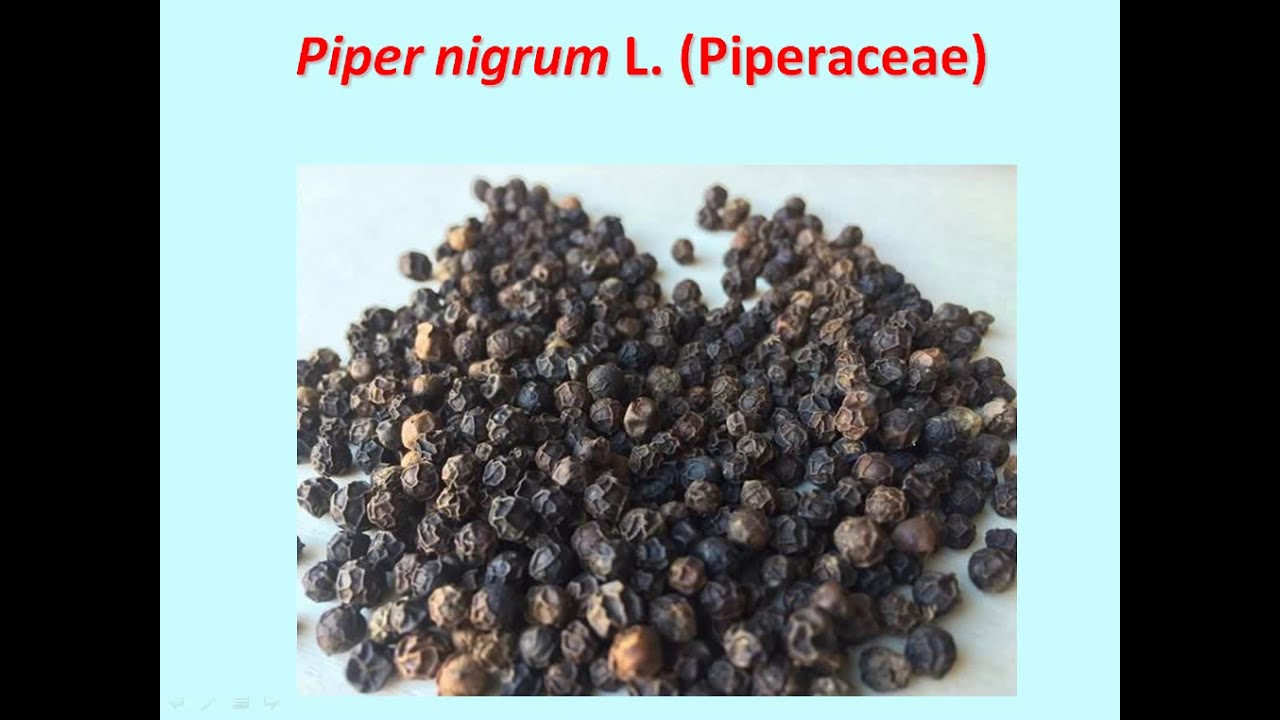 Black Pepper - Piper nigrum by Dr. Vartika Jain