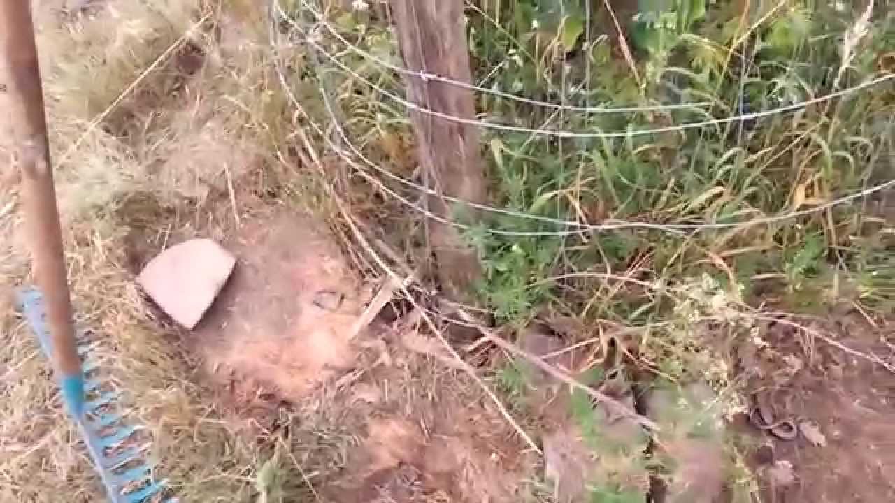 Żmije w ogródku
