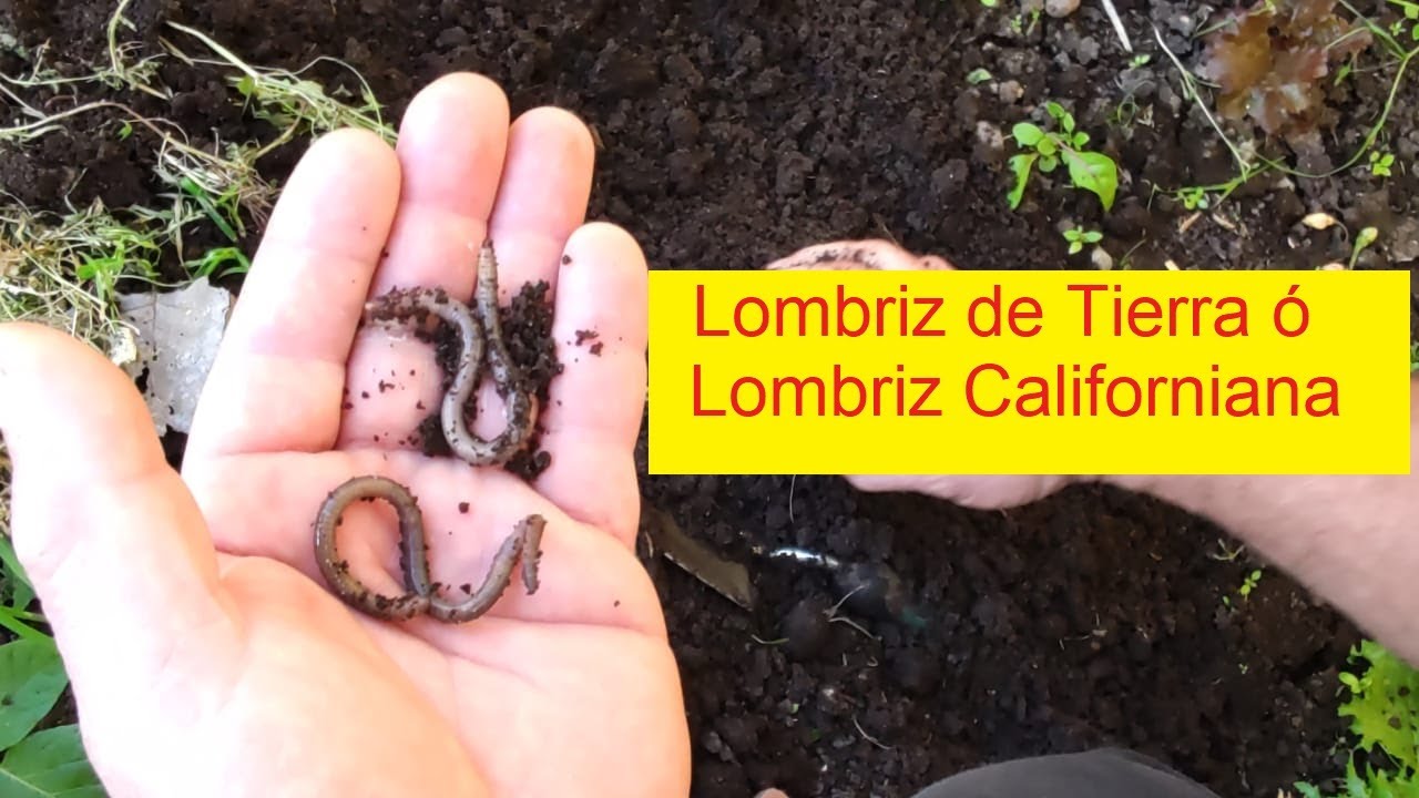 PORQUE SE ESCAPAN LAS LOMBRICES