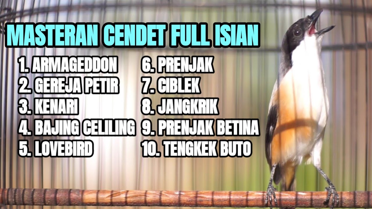MASTERAN CENDET GACOR FULL TEMBAKAN LOMBA PEMANCING CENDET LAIN AGAR BONGKAR ISIAN