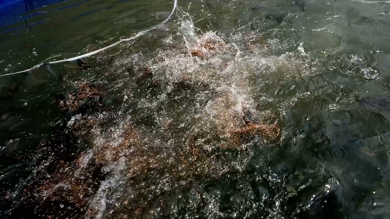 gift tilapia farming biofloc system