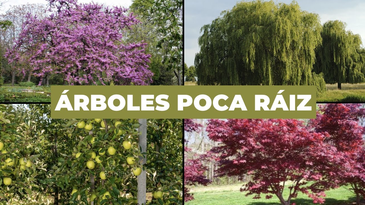 Los 5 Mejores ÁRBOLES con POCA RAÍZ🌳 “Capaces de crecer en cualquier jardín”