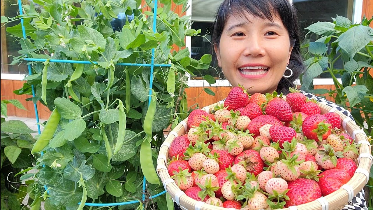 THU HOẠCH DÂU TÂY BẠCH TUYẾT, BÍ NGÒI TRÒN, XANH, TRẮNG, ĐẬU HÀ LAN