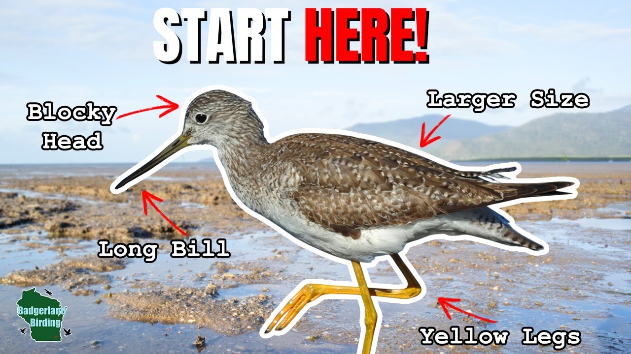 Shorebird Identification for Beginners!