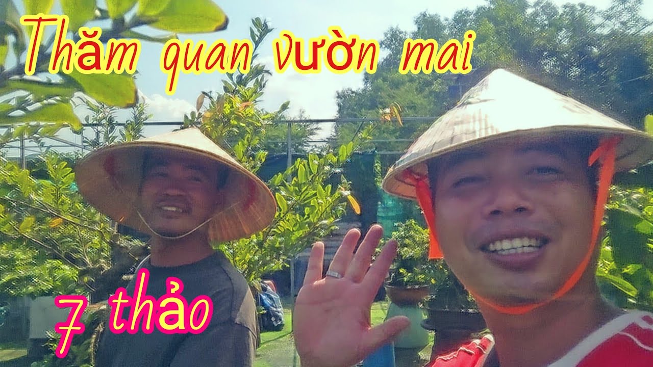 Tham quan vườn mai anh 7 thảo | mai vàng miền nam | ngày 23/1/2026