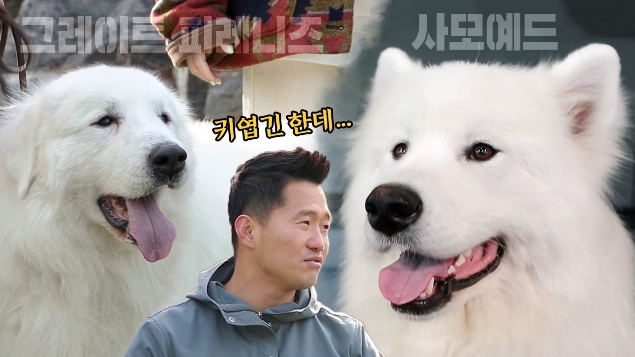 비슷한 듯 다른 사모예드와 그레이트 피레니즈! 강형욱이 말하는 치명적인 단점은..?! | 개는 훌륭하다 EP14&17 | KBS 200302 방송
