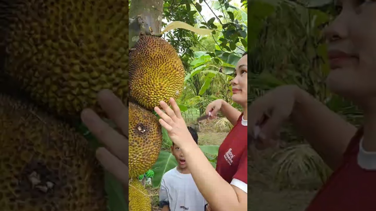 He fell for this Giant Fruit! 😱 Mother&rsquo;s Love & Sweet Jackfruit