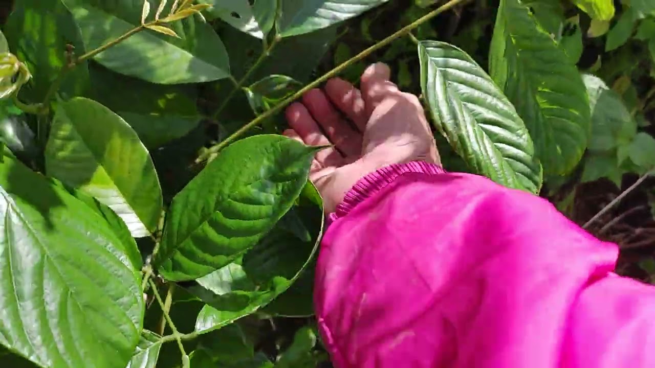 Tshụa kho mob Leeg plab dhia 