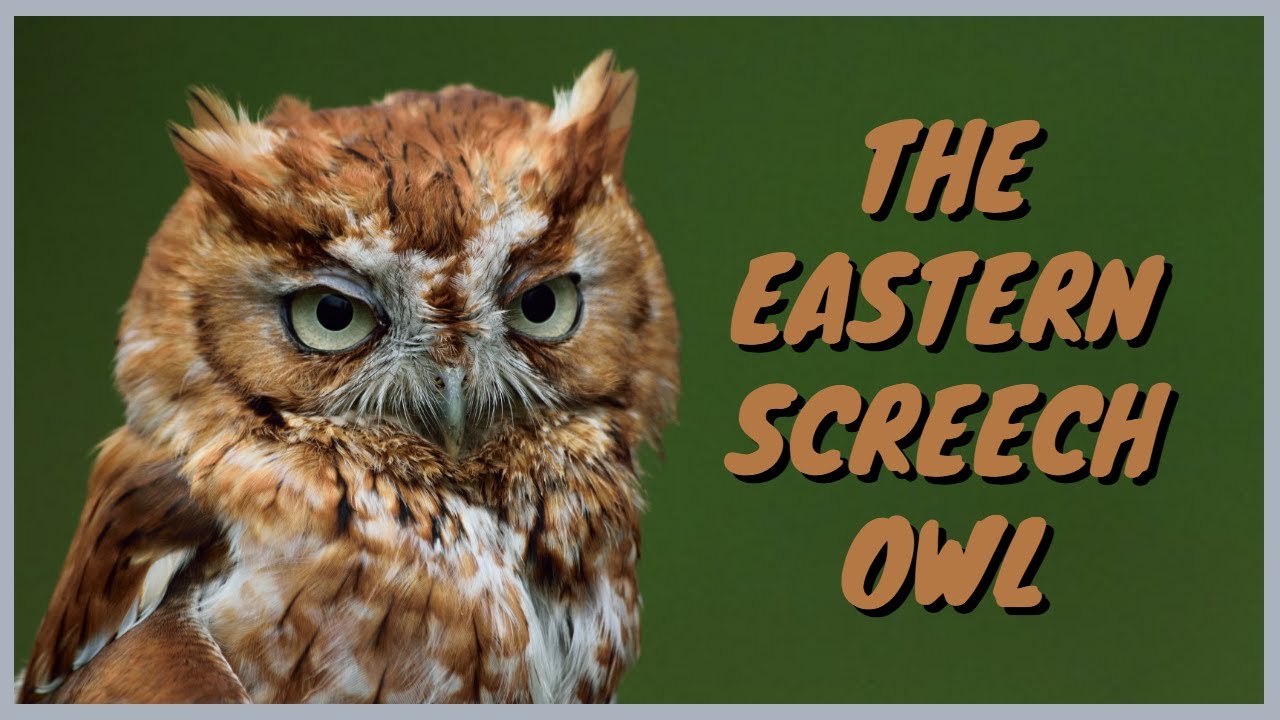 Eastern Screech-Owl: Everything you need to know | ID, Call/Song/Trill, Flying, Eating, Mating, Nest