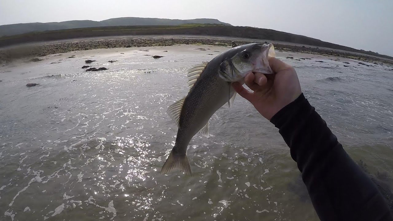 Catching Sea bass on surface lures in Wales