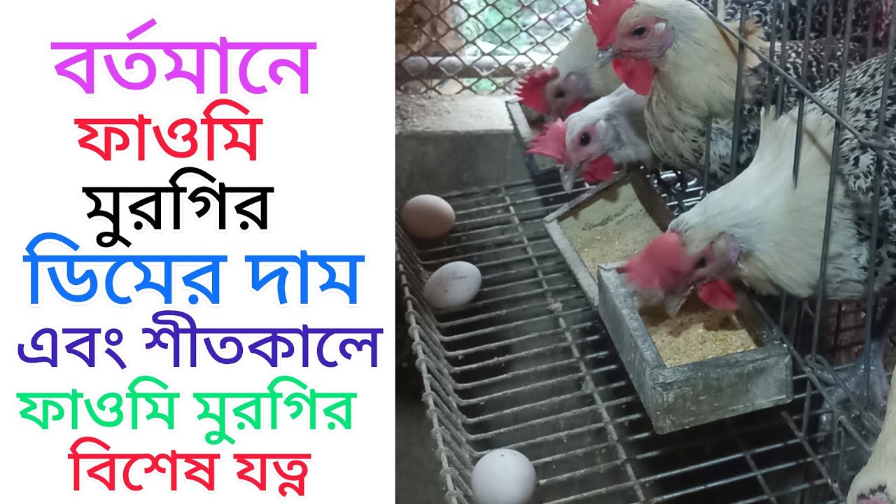বর্তমানে ফাওমি মুরগির ডিমের দাম এবং শীতকালে ফাওমি মুরগির বিশেষ যত্ন |  Fawmi murgi palan 