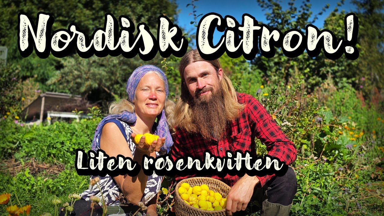 Syrlig och fantastiskt aromatisk! Den Nordiska Citronen. En liten buske som alla borde odla!