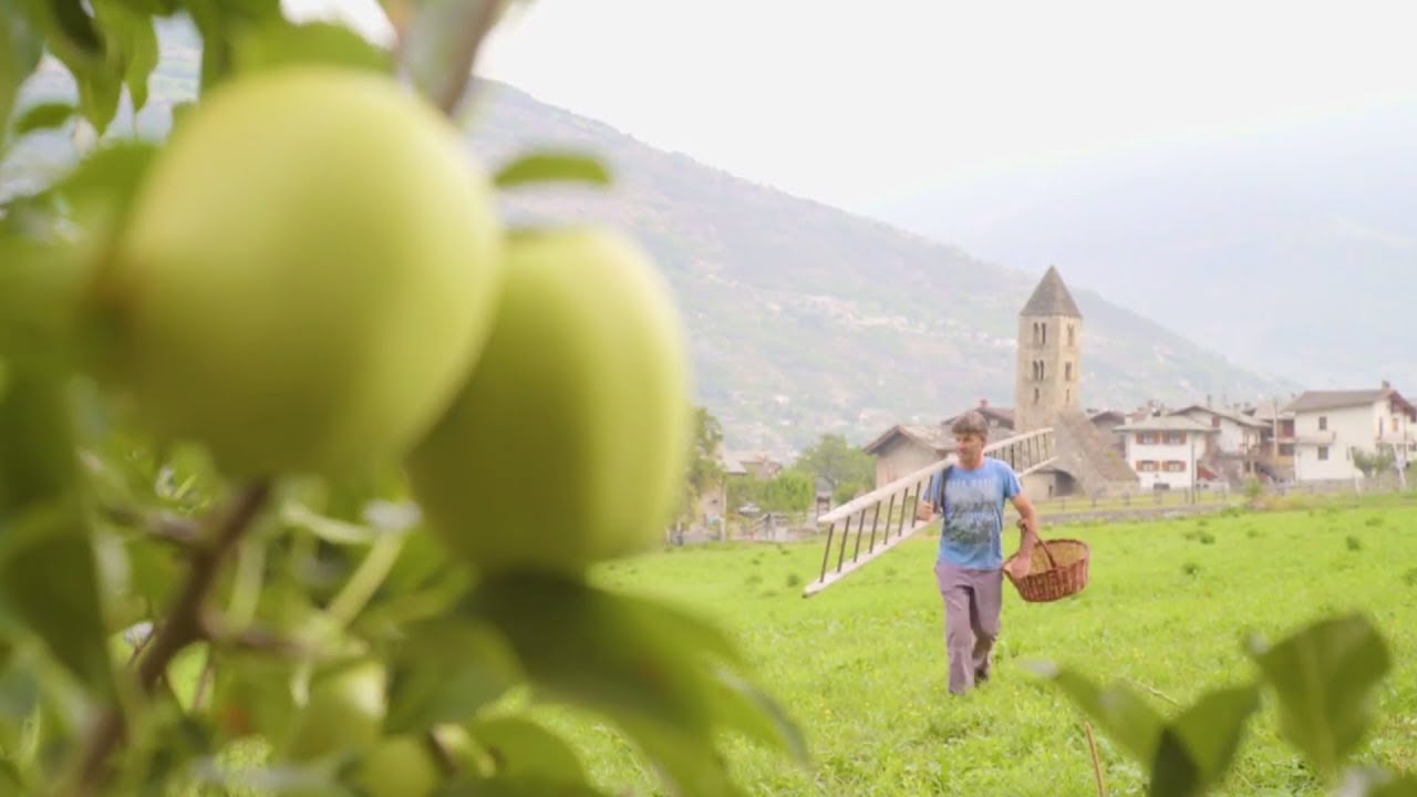 Come si coltiva la mela renetta in Valle d'Aosta - Saint Grat