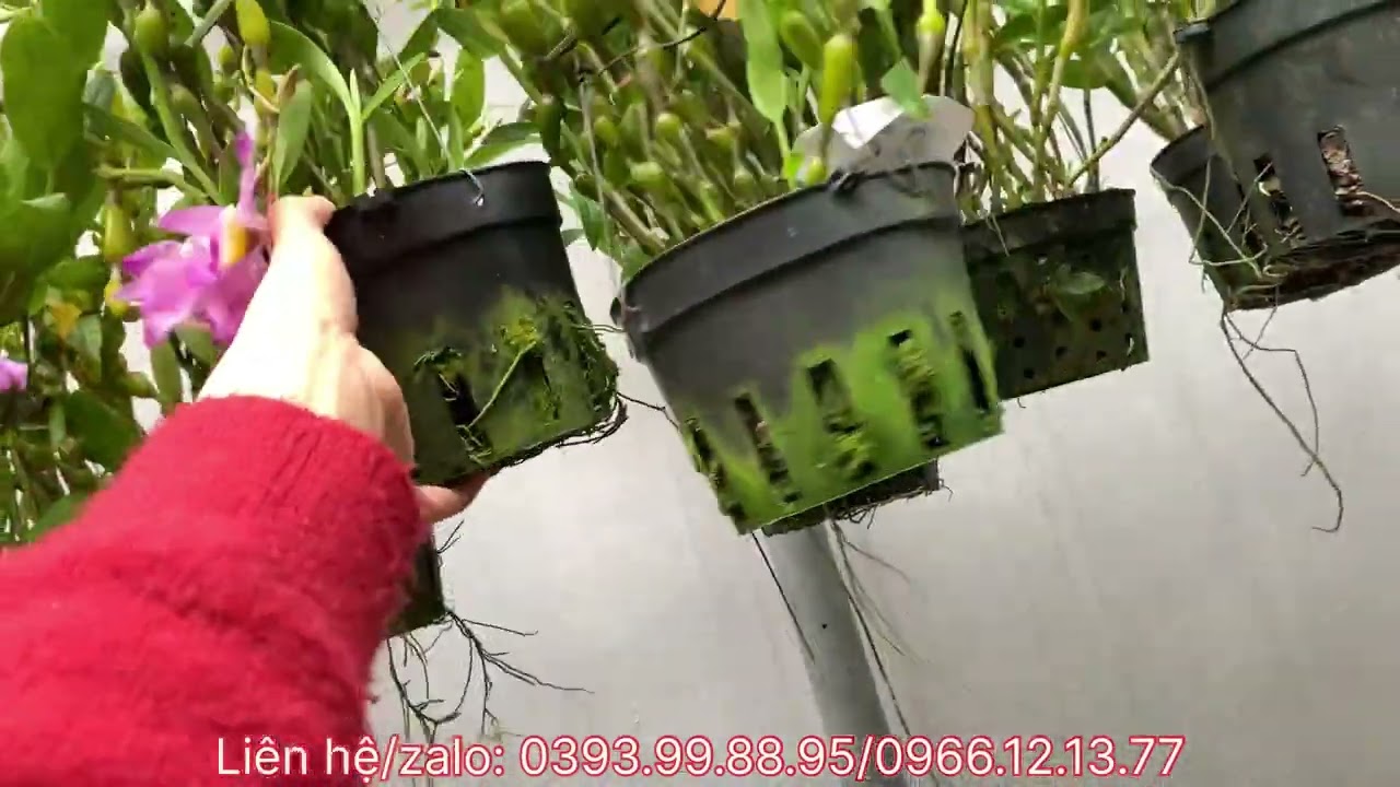 06/03/2026 Rất nhiều Lan mới cập bến ạ. 