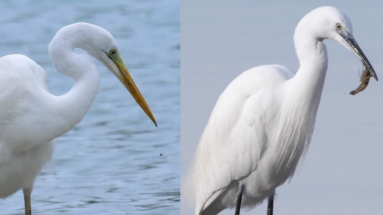 Confronto tra Garzetta e Airone bianco maggiore - Comparison between Little egret and Great egret
