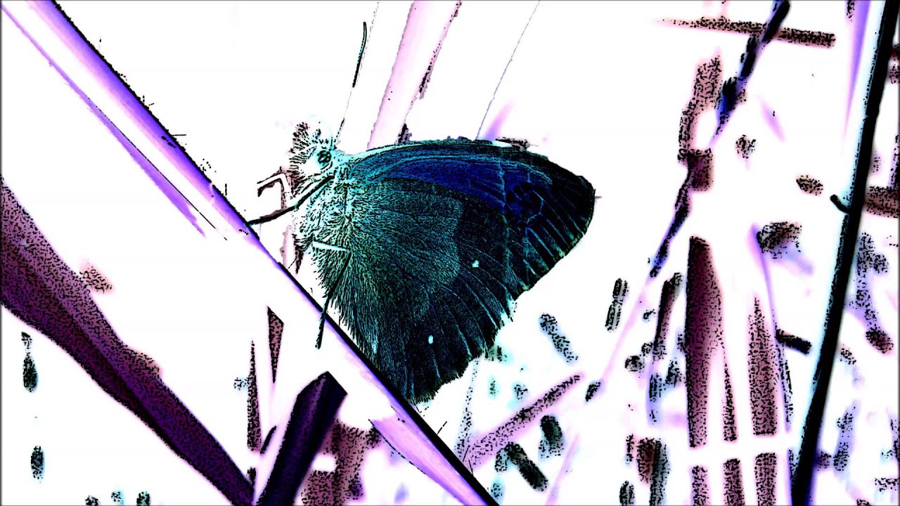 Jerry Read Smith with Tom Fellenbaum - The Butterfly / Swallowtail Jig