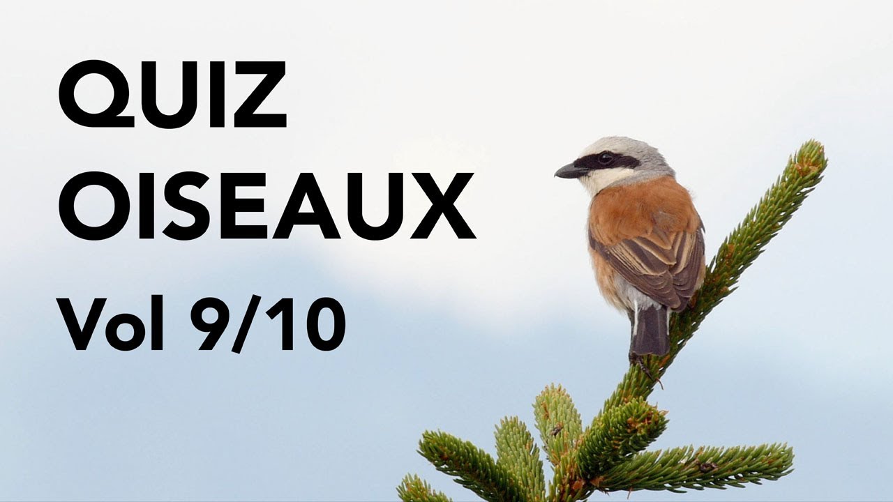 QUIZ 10 ESPÈCES D'OISEAUX Volume 9 Lumix GH4/GH5 4K