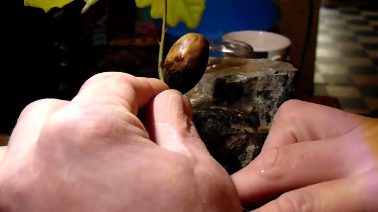 acorn becomes root over rock oak bonsai