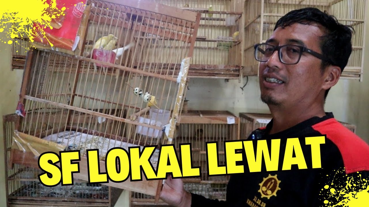 Ternak Kenari Seri ini Bisa Mengalahkan Hasil Cetakan Kenari SF LOKAL