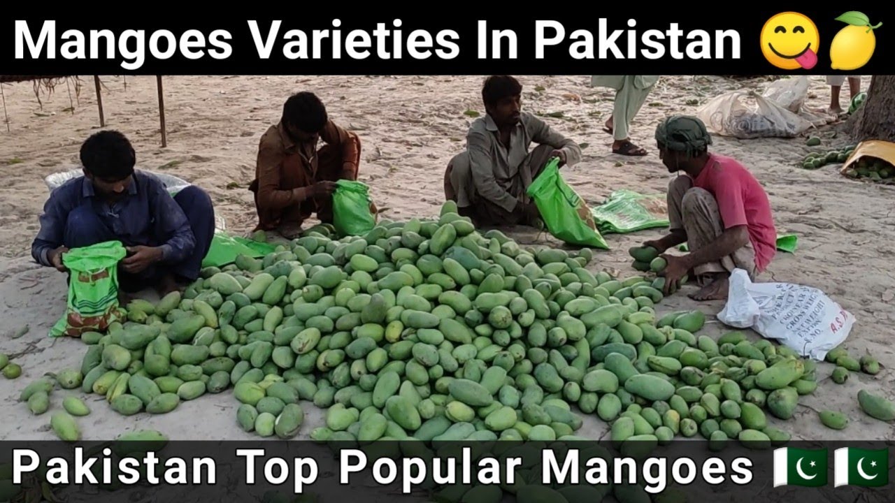 Mango varieties in Pakistan🍋|Top 10 Mango Variety in Sindh |Sindhri Mango Farm|Mango business in Pak