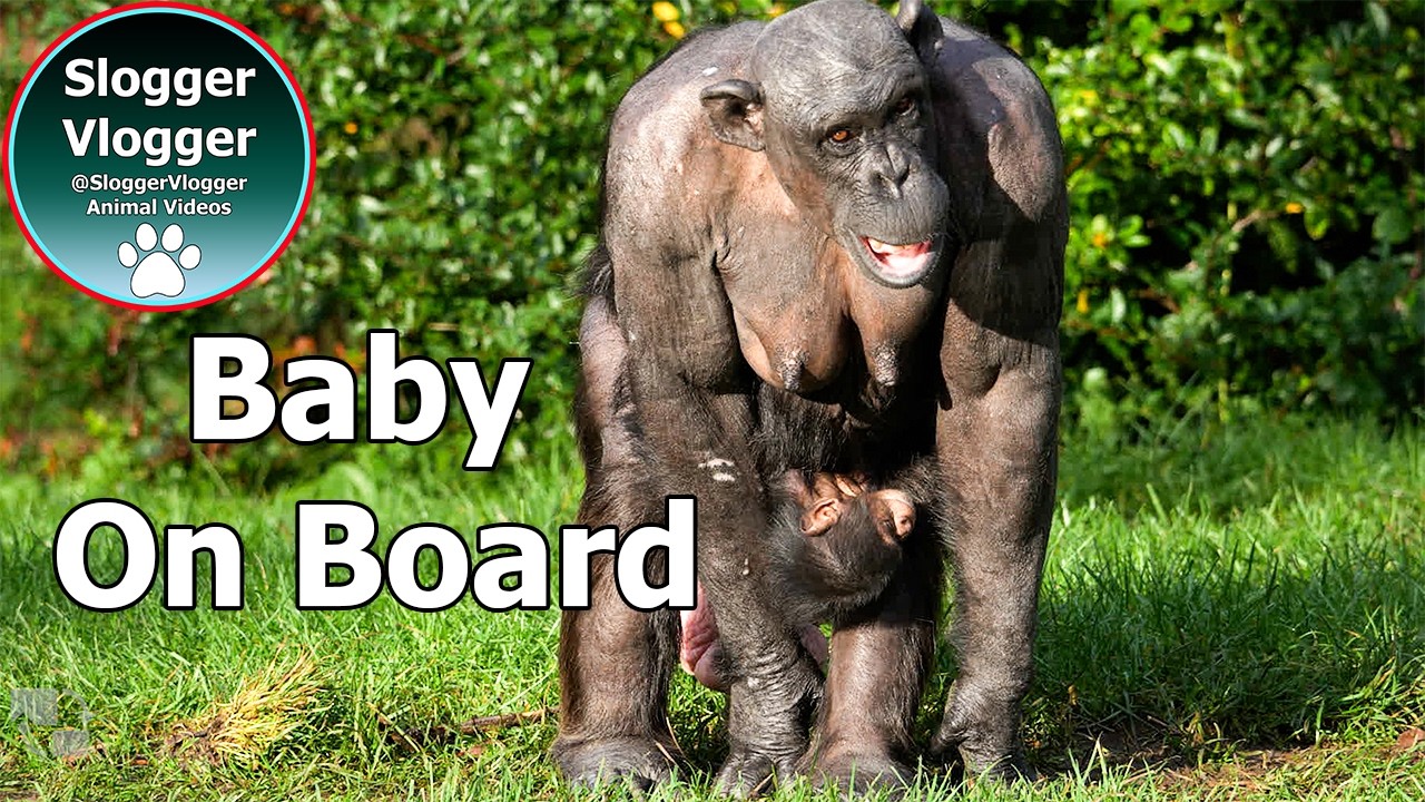Chimpanzee Alice Shows Off Her New Baby on Chester Zoo Island