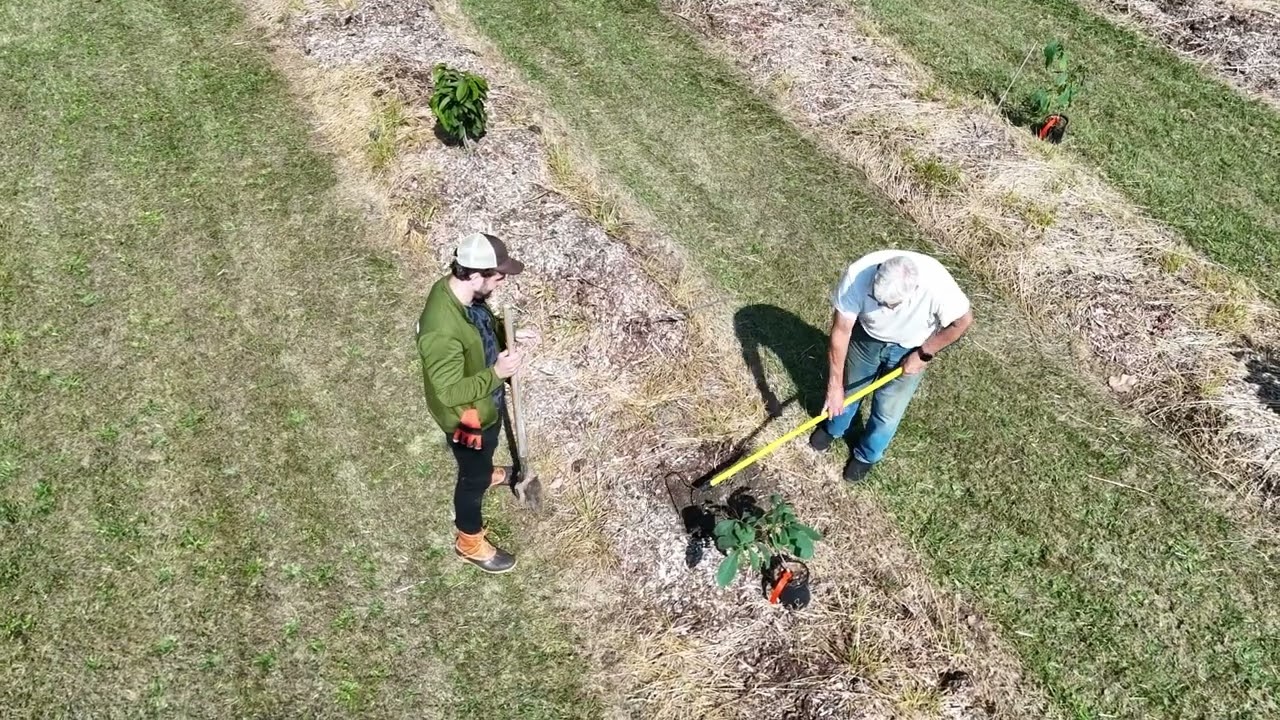 Pawpaw planting in Eastern Michigan