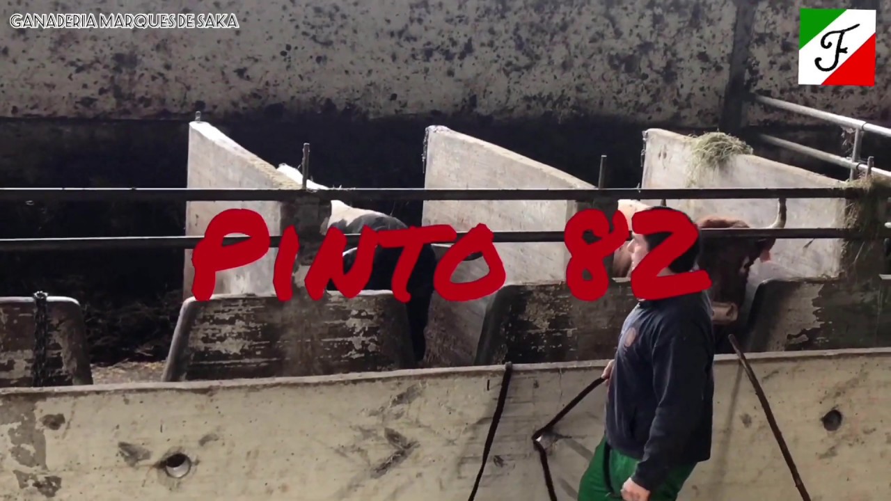 Soltando los toros de Marques de Saka (Primera parte)