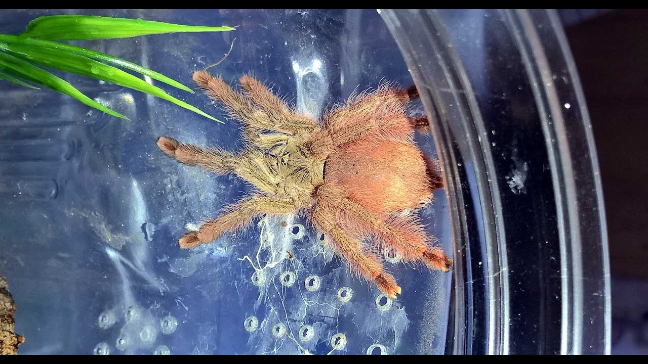 Amazonius germani (ex. Tapi/ Pseudoclamoris) gigas 