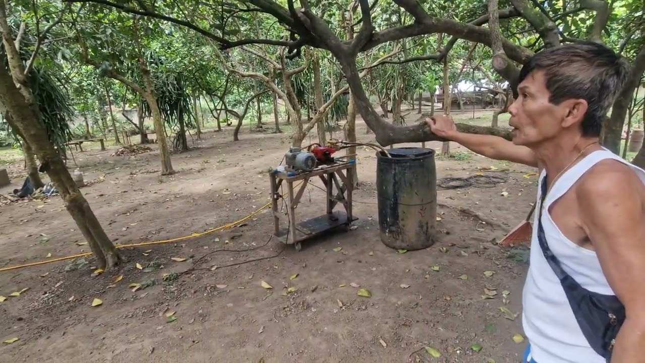 Bomba nang mangga 