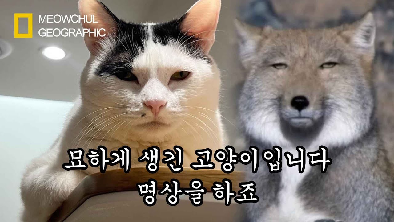 어딘가 조금씩 이상한 고양이 모음집 ㅋㅋㅋㅋㅋㅋ