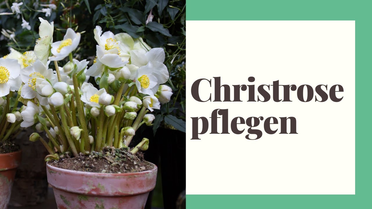 Christrose Pflegen - So geht's richtig