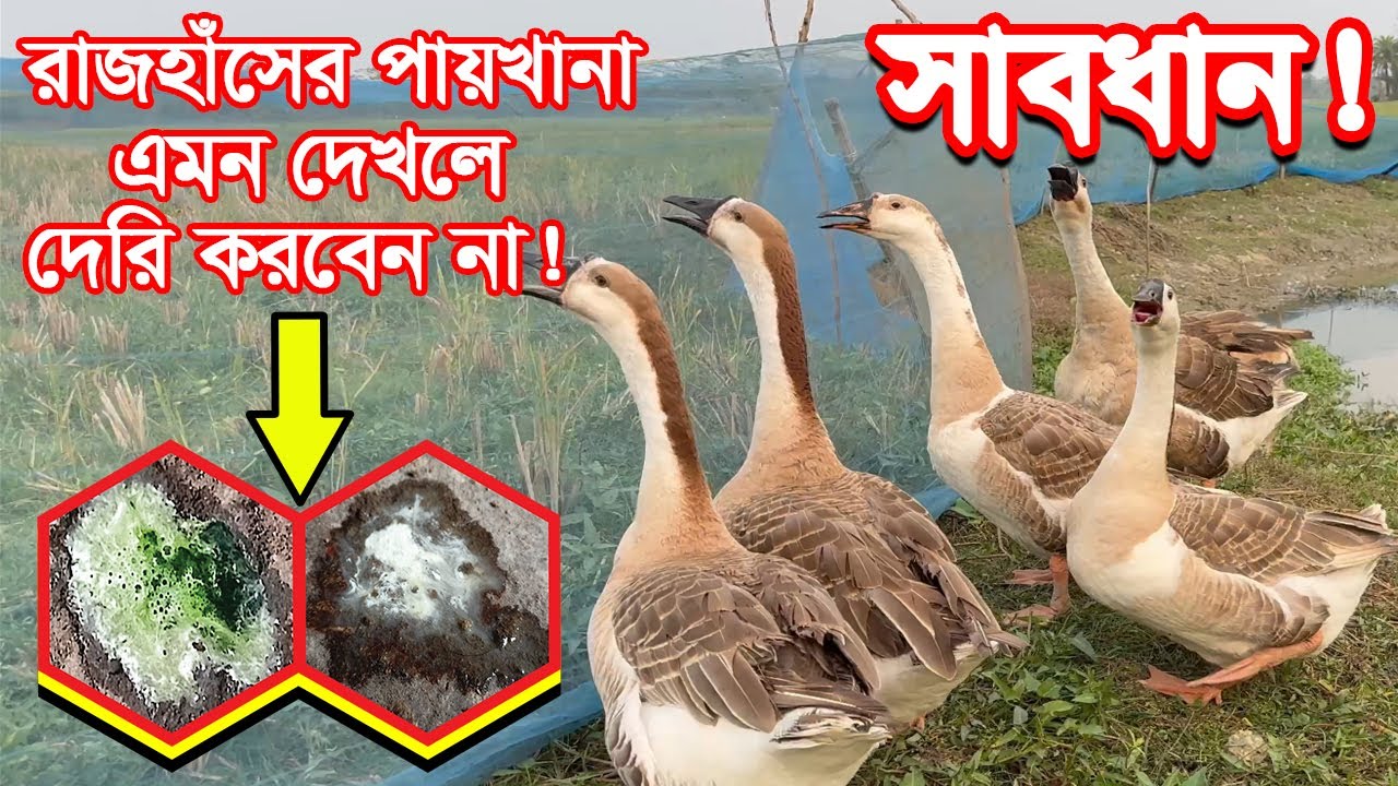 রাজহাঁসের সবুজ বা চুনা পায়খানা? জানুন সঠিক চিকিৎসা ও কারণ! Life Khamar