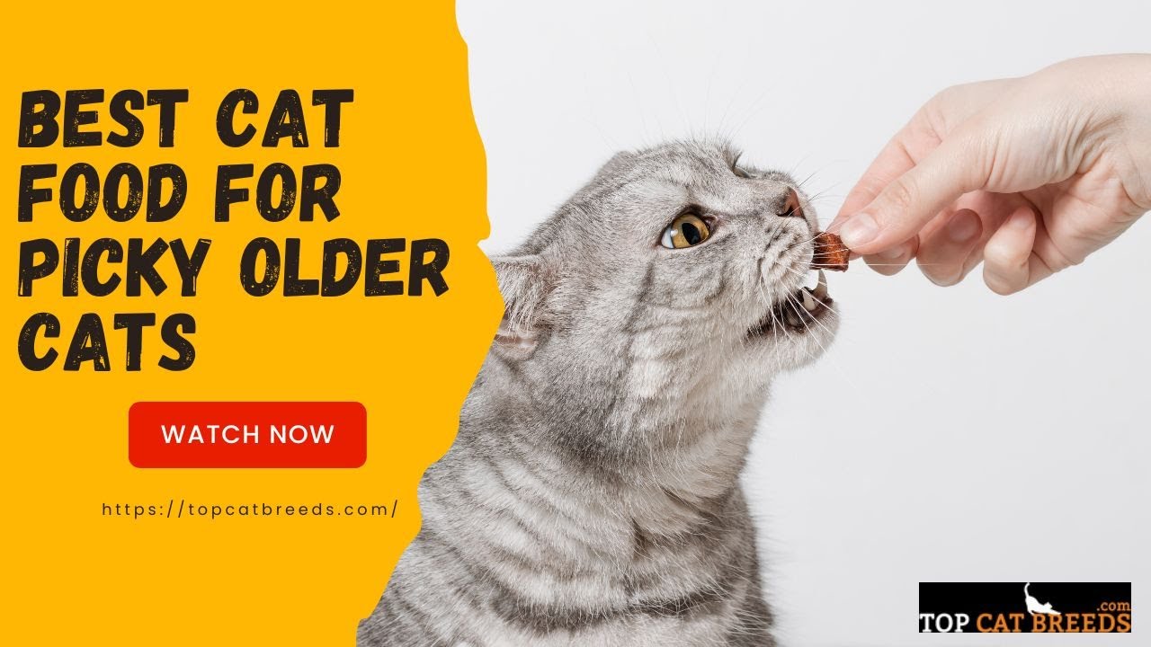 Discover the Best Cat Food for Picky Older Cats | Top Cat Breeds