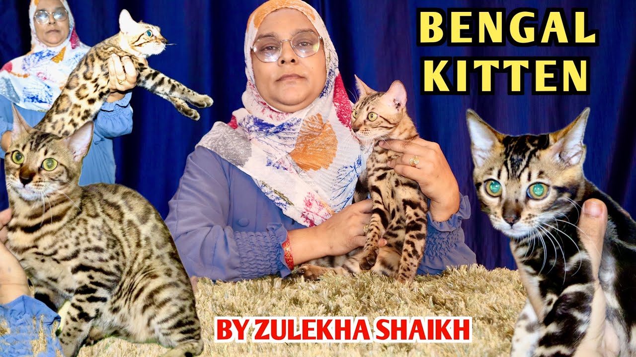 High Quality Bengal Kitten At Pearl Cattery By Zulekha Shaikh