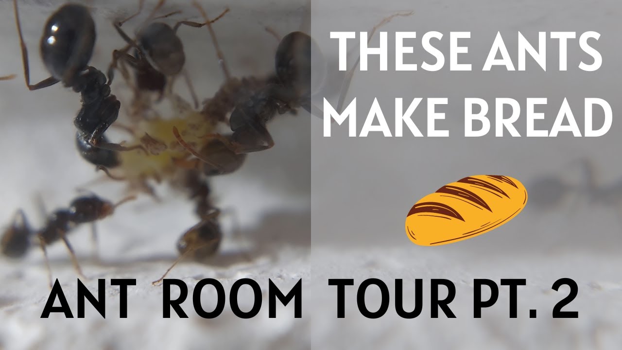 THESE ANTS MAKE BREAD ! - Ant Room Tour Pt. 2