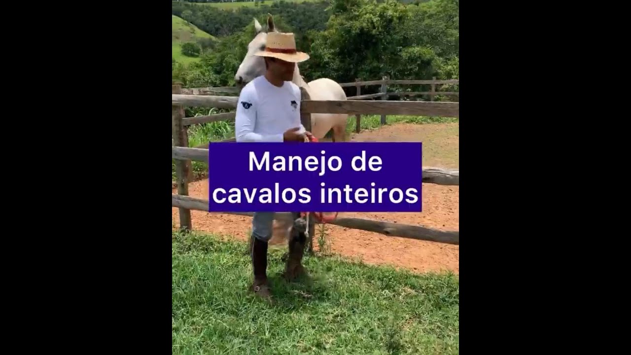 Manejo de Cavalos Inteiros