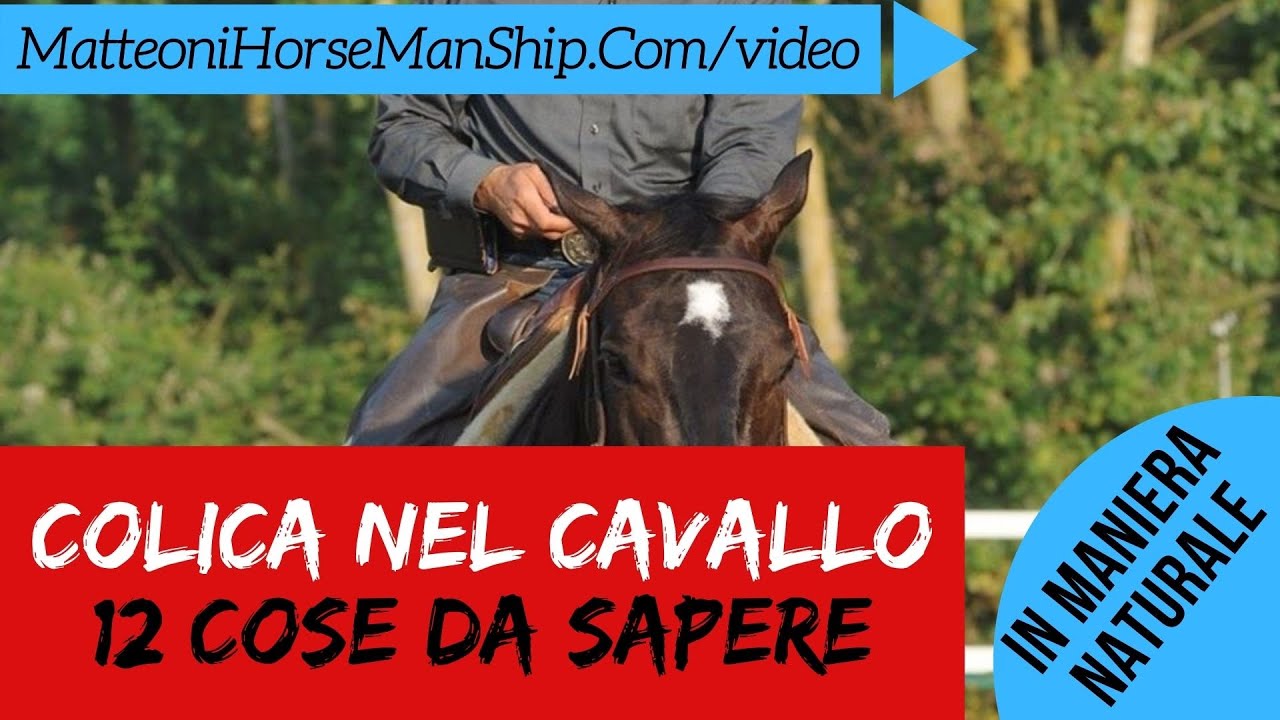 Colica nel cavallo: 12 cose da sapere