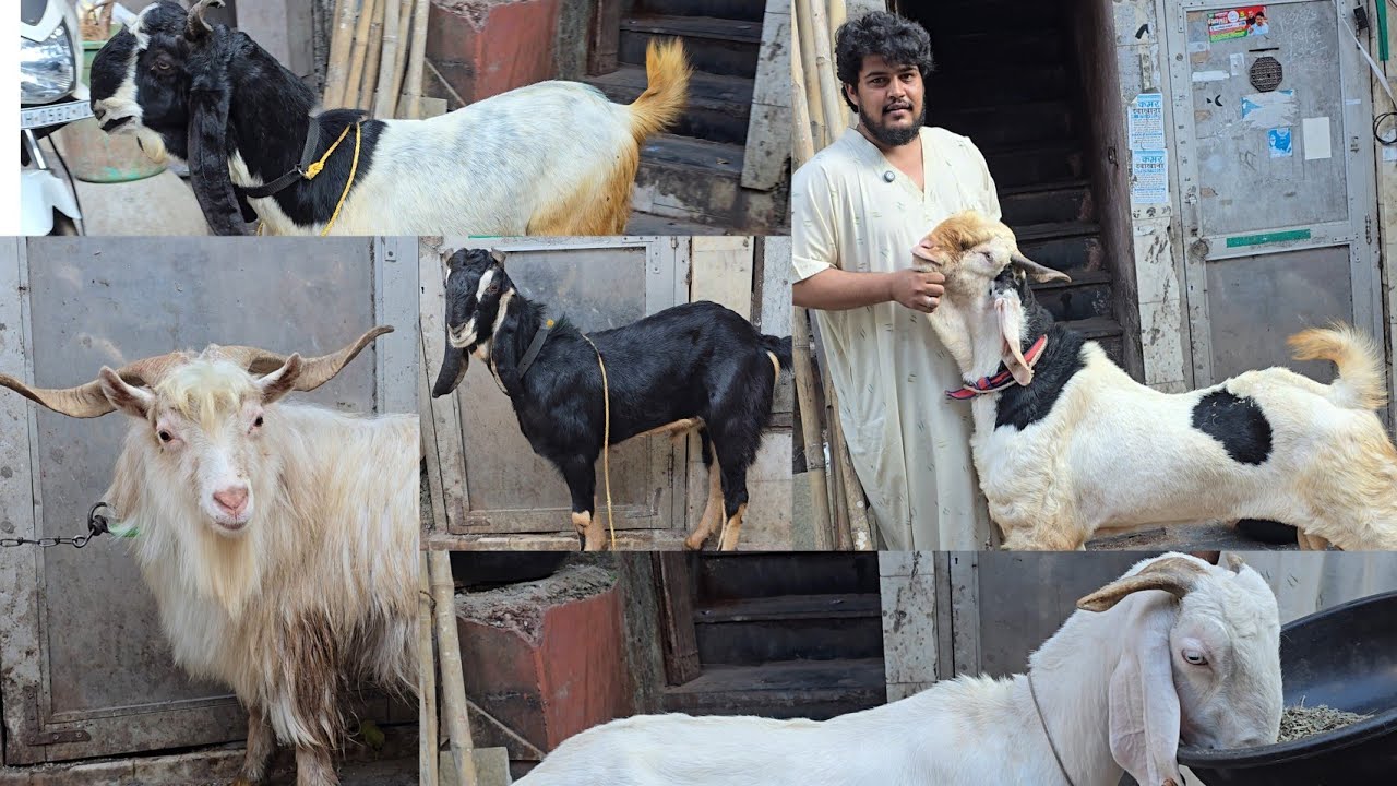 6499/- Onwards🔥 Dhamaka Quality Offer😱 Chanas Looto Aur Shouk Karo || Umer Bhai Byculla Mumbai ||