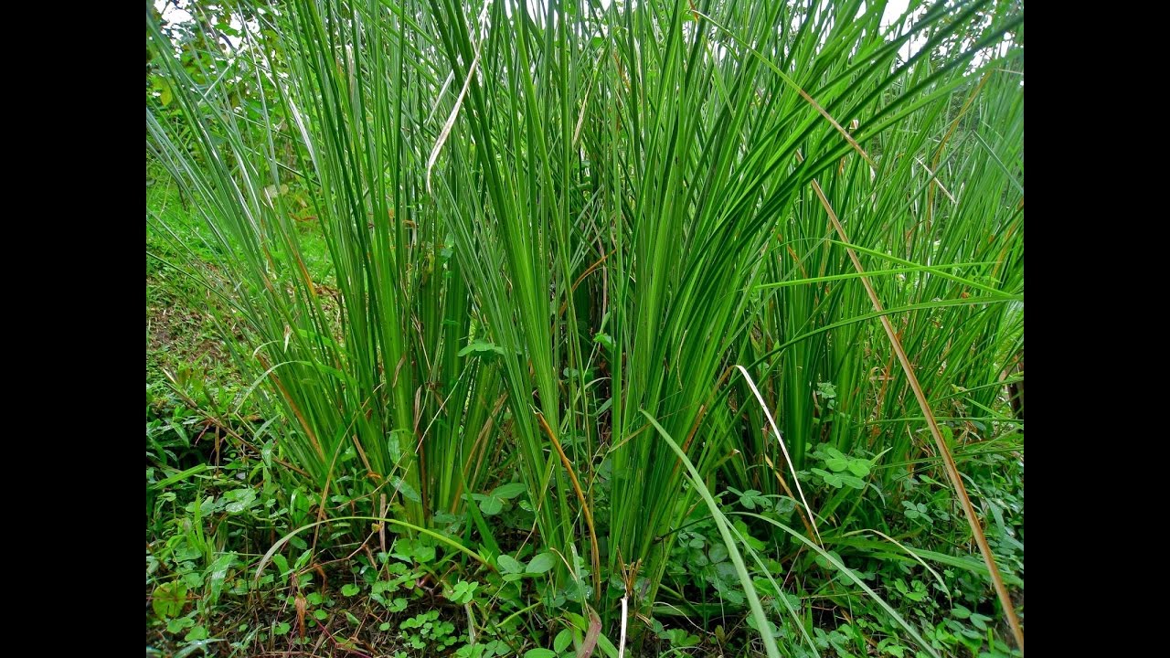 Características del Vetiver y su Importancia para el Cuidado del Agua- TvAgro por Juan Gonzalo Angel