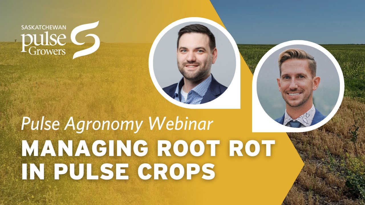 Managing Root Rot in Pulse Crops