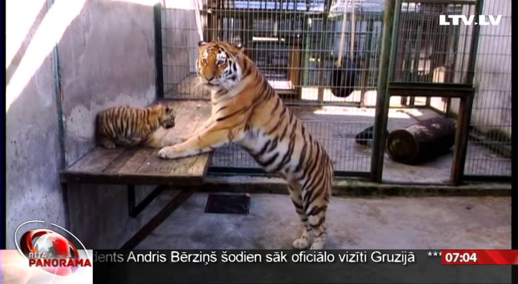 Rīgas zoodārzā vasarā piedzimuši tīģerēni