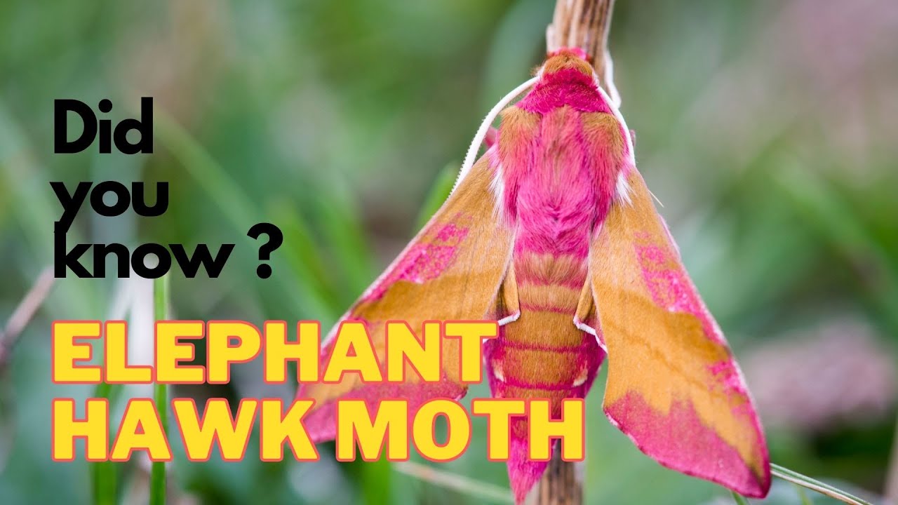Did You Know - ELEPHANT HAWK MOTH for Kids || Learning Video for Kids