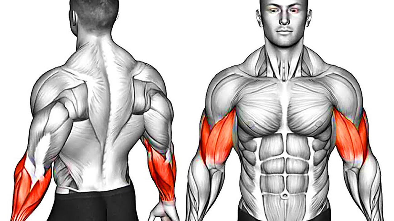 6 Best Exercises to Build Wider Biceps💪| How To Get Bigger Biceps?