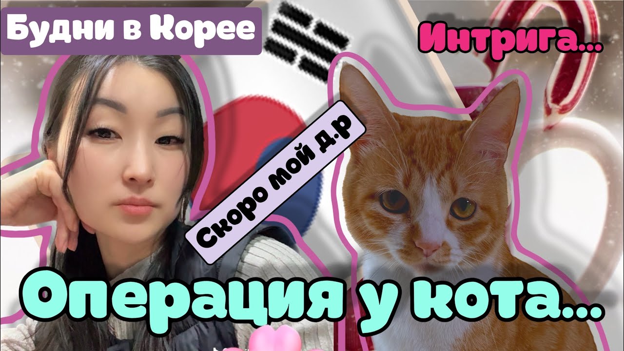 Korean Vlog: повезла кота на кастрацию, домашний творог, про свой день рождения